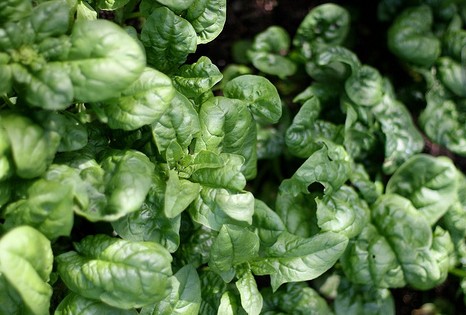 Bloomsdale Spinach seed Spinacea oleracea